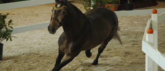 Addestramento Cavalli da Equitazione Roma